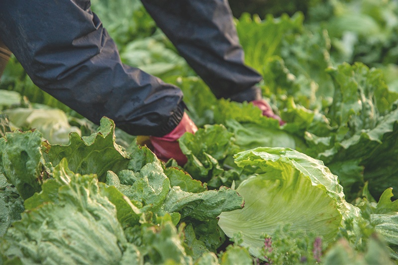 The Four Hours That Decide Whether a Crop Makes Money